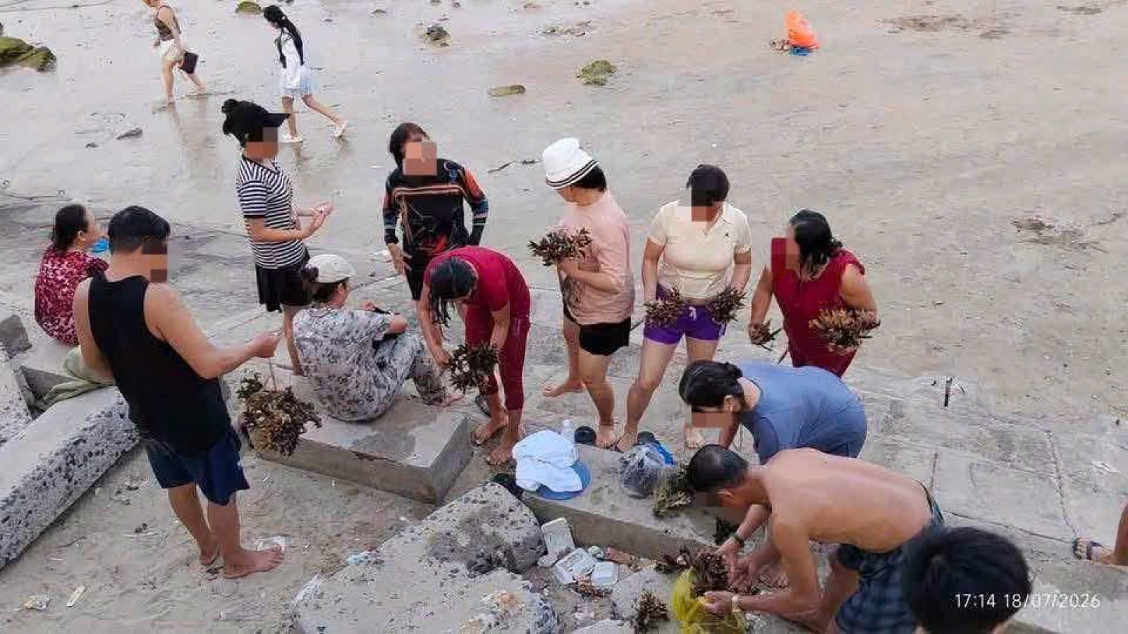 Xác minh vụ nhặt, bẻ san hô tại vịnh Nha Trang