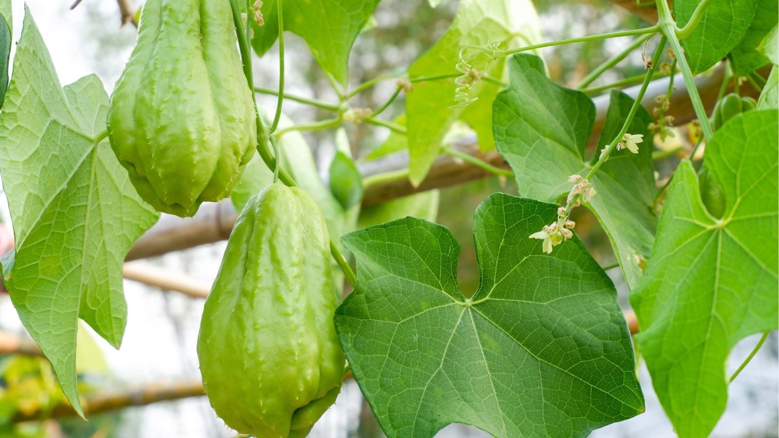 Cây thuốc đại bổ từ lá đến quả đều rất tốt, ăn vào dưỡng gan lại bảo vệ tim mạch