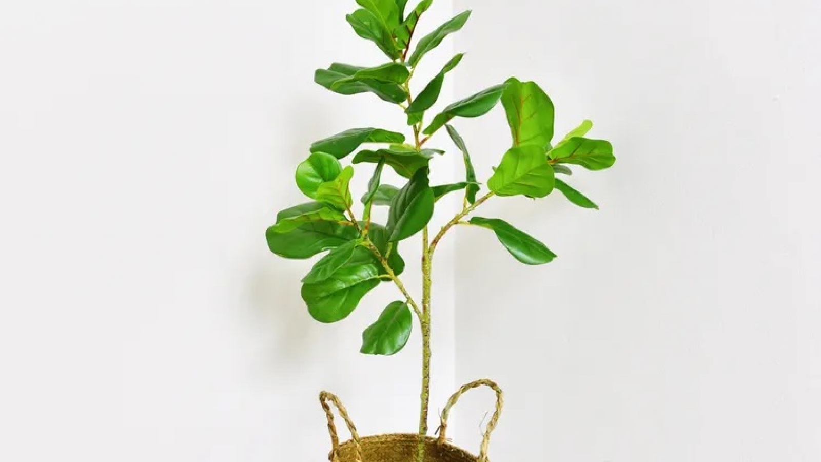 Chuyên gia chỉ cách chọn cây giả và cây thật phù hợp từng căn phòng