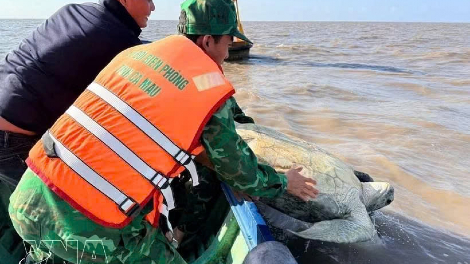 120kg green sea turtle released into wild in Ca Mau
