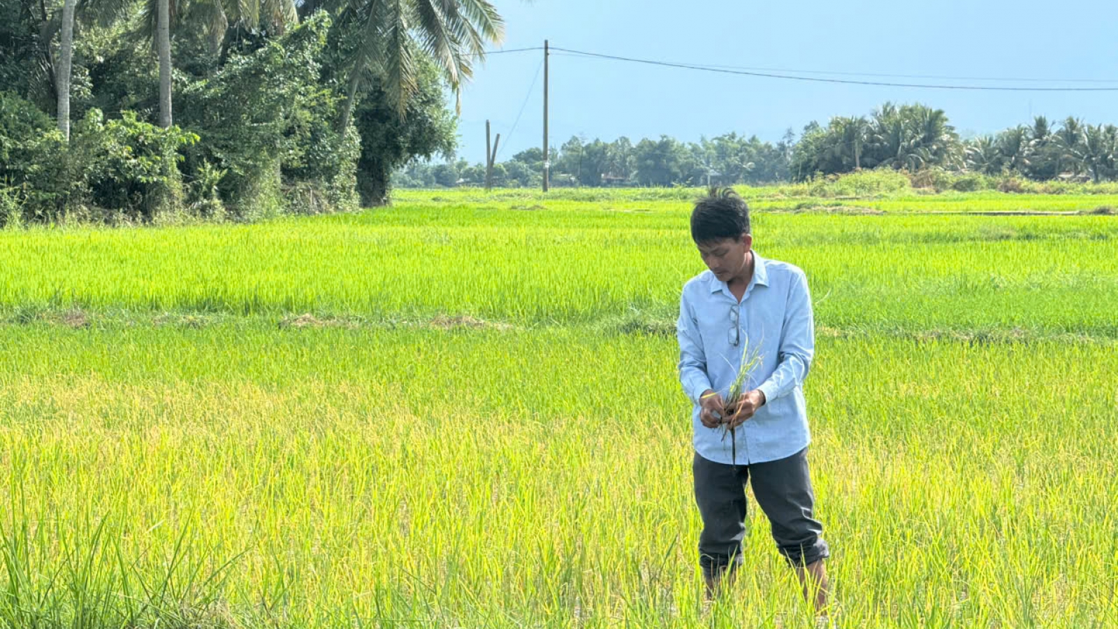Quảng Ngãi kiểm tra vùng lúa bị xâm nhập mặn