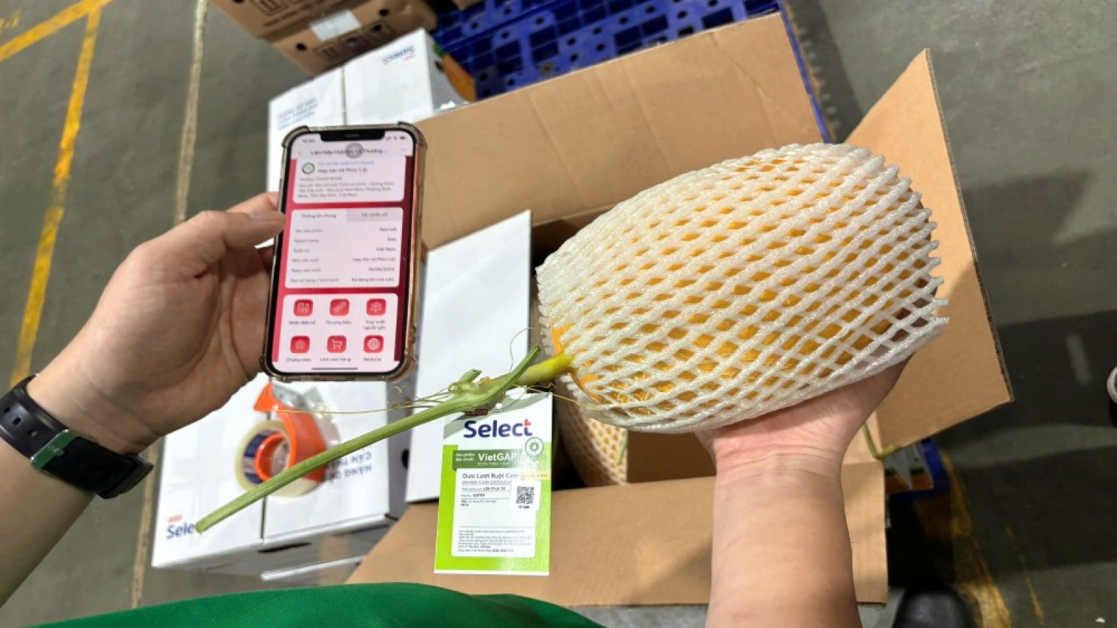 Saigon Co.op kiểm soát hàng hóa từ gốc và đẩy mạnh truy xuất chuỗi cung ứng
