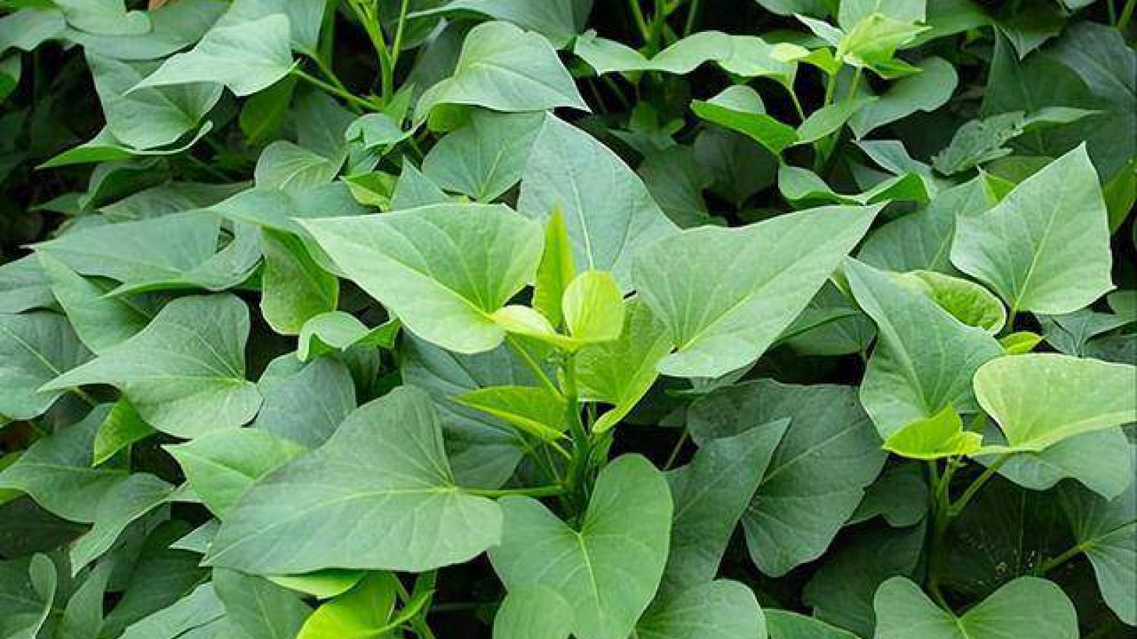 Loại rau giá rẻ như cho, ăn vào bổ đủ đường