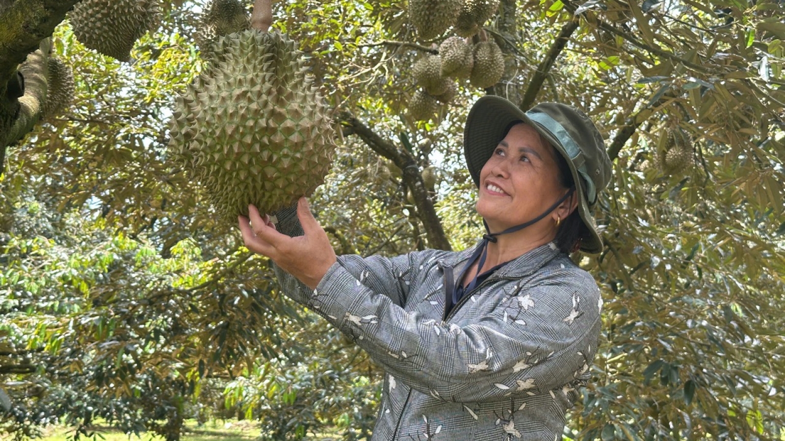 Bài học đắt giá từ an toàn thực phẩm và truy xuất nguồn gốc sầu riêng