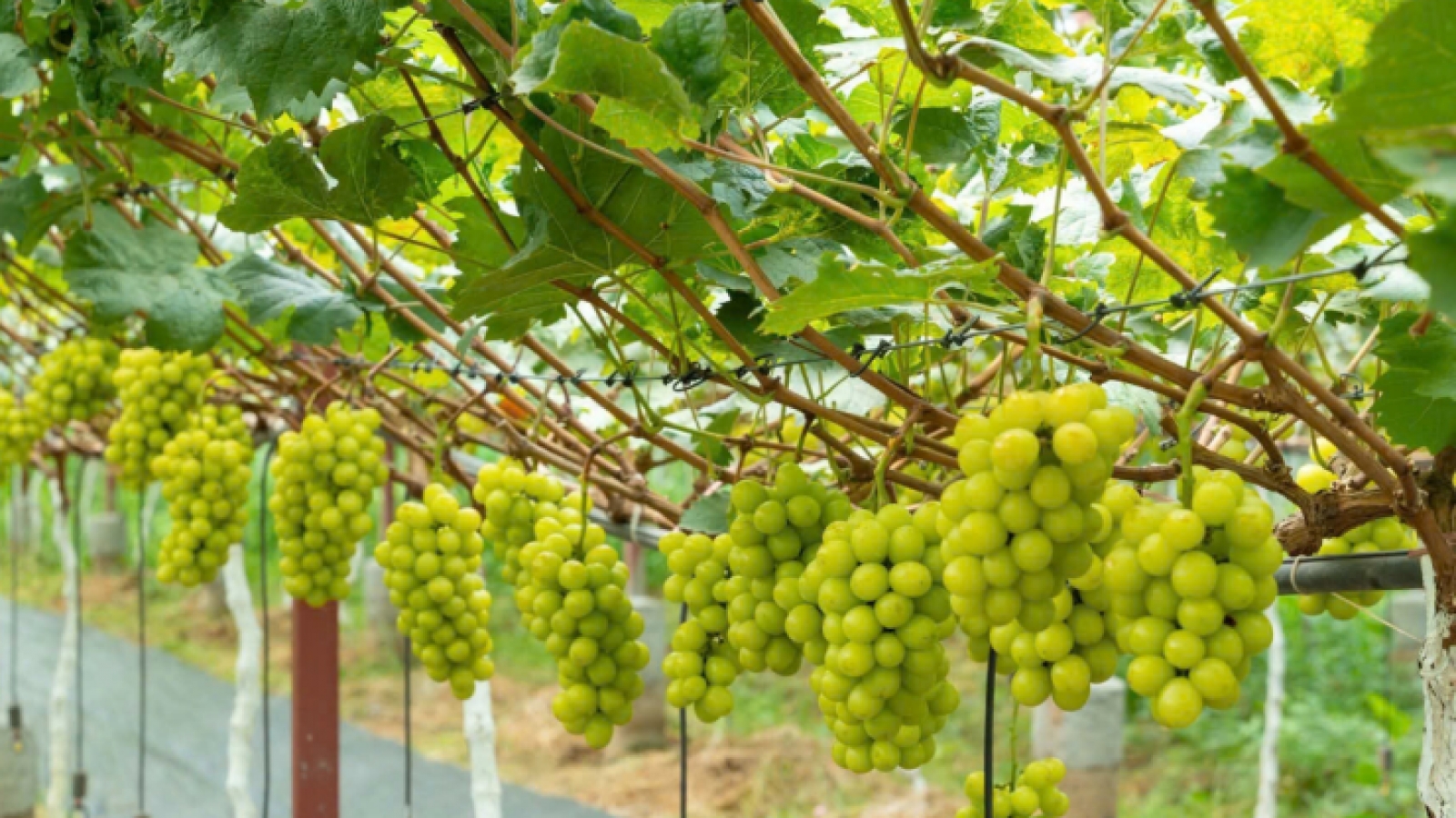 Từ bãi bồi ven sông đến vườn nho hút khách ở Hải Phòng
