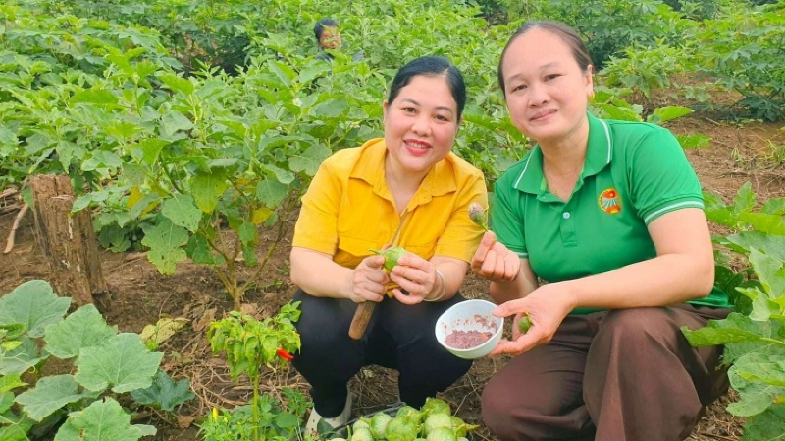 Cà ngọt Khe Ngậu thành sản phẩm OCOP 3 sao