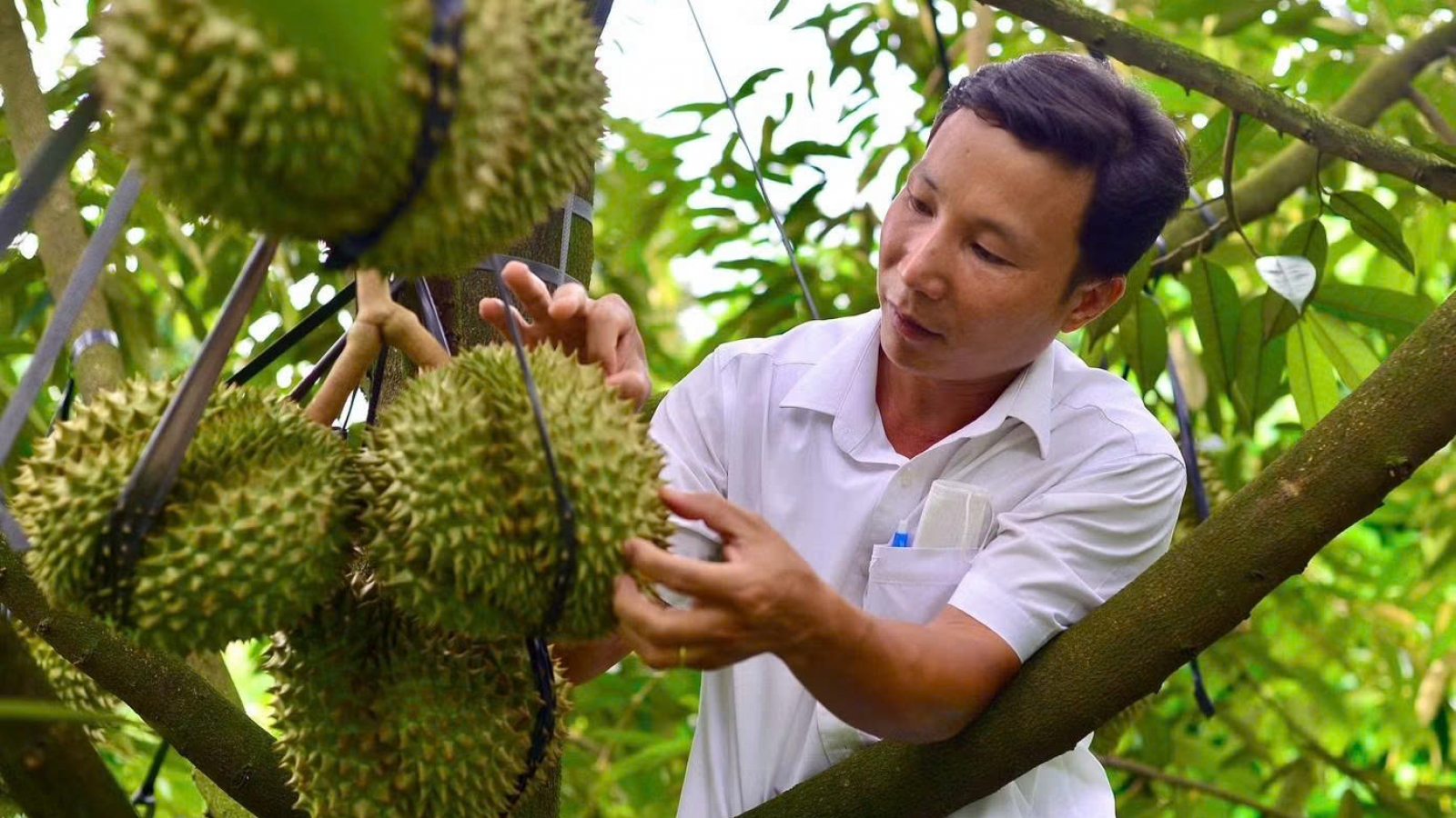 Ngành sầu riêng cần “hãm phanh” diện tích, nâng chất để đi xa