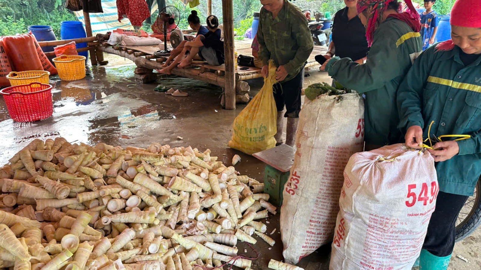 Mùa măng rừng vùng cao, người dân thu vài trăm ngàn mỗi ngày
