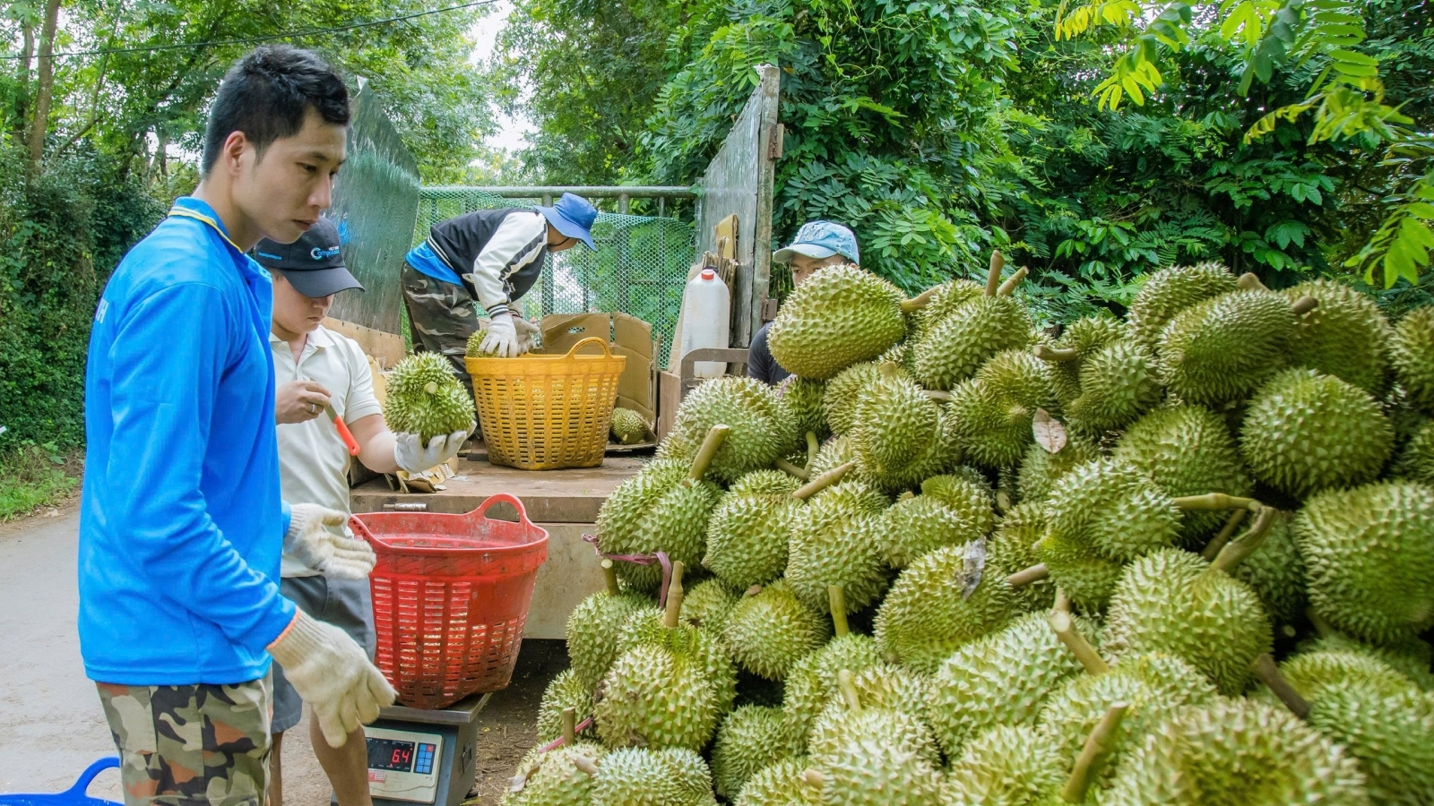 "Ma trận" đánh giá chất lượng sầu riêng khiến nông dân hoang mang