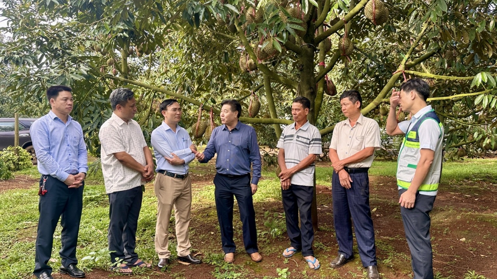 Tập huấn cấp mã số vùng trồng theo cơ chế mới