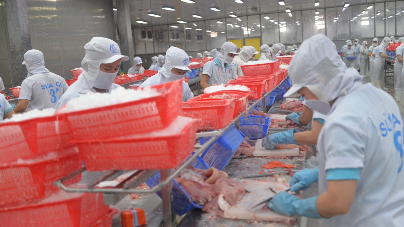 Đồng hành cùng doanh nghiệp giữ vững thị trường xuất khẩu