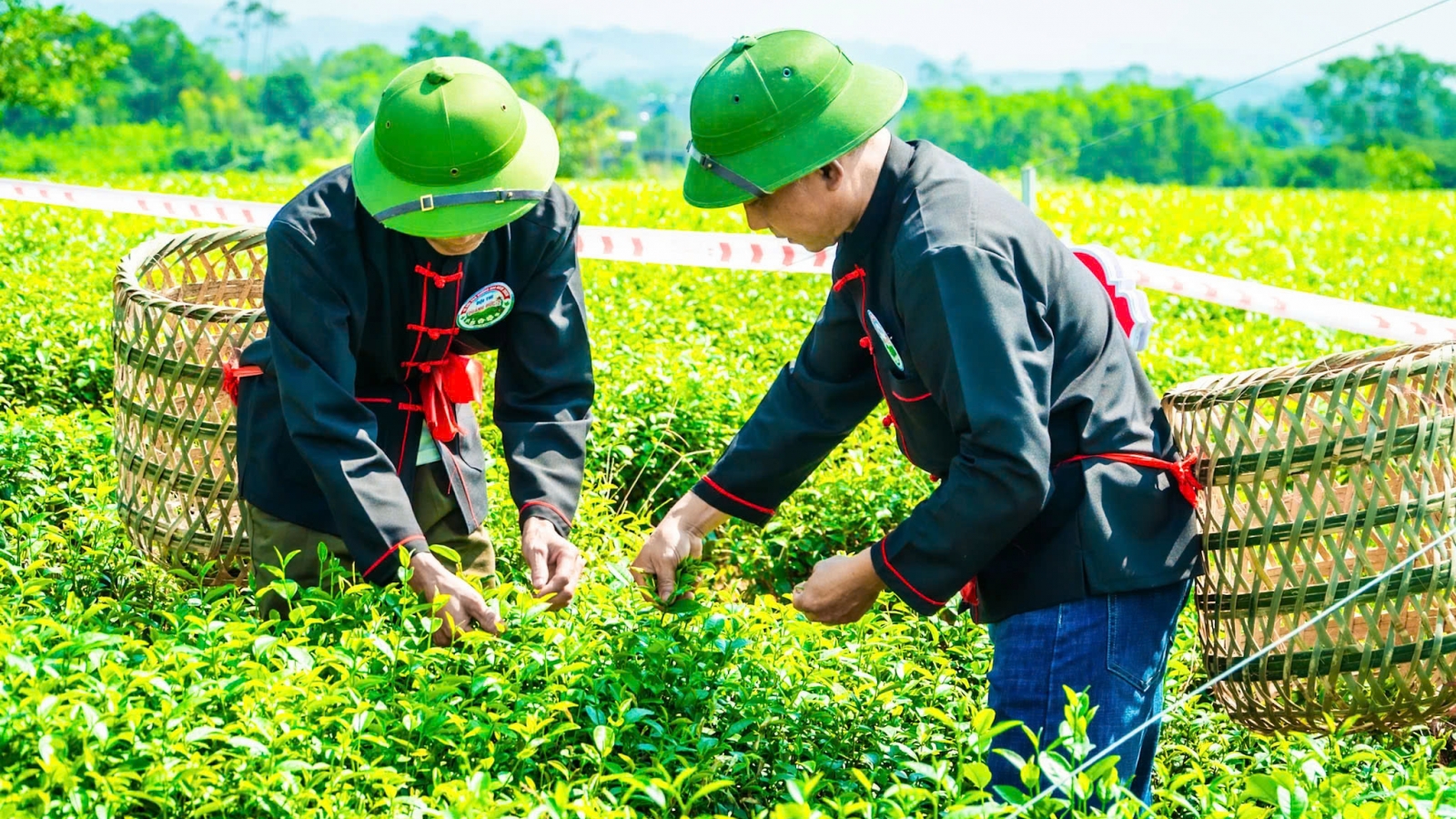Đường Hoa khát vọng xây dựng “vùng chè di sản” Quảng Ninh