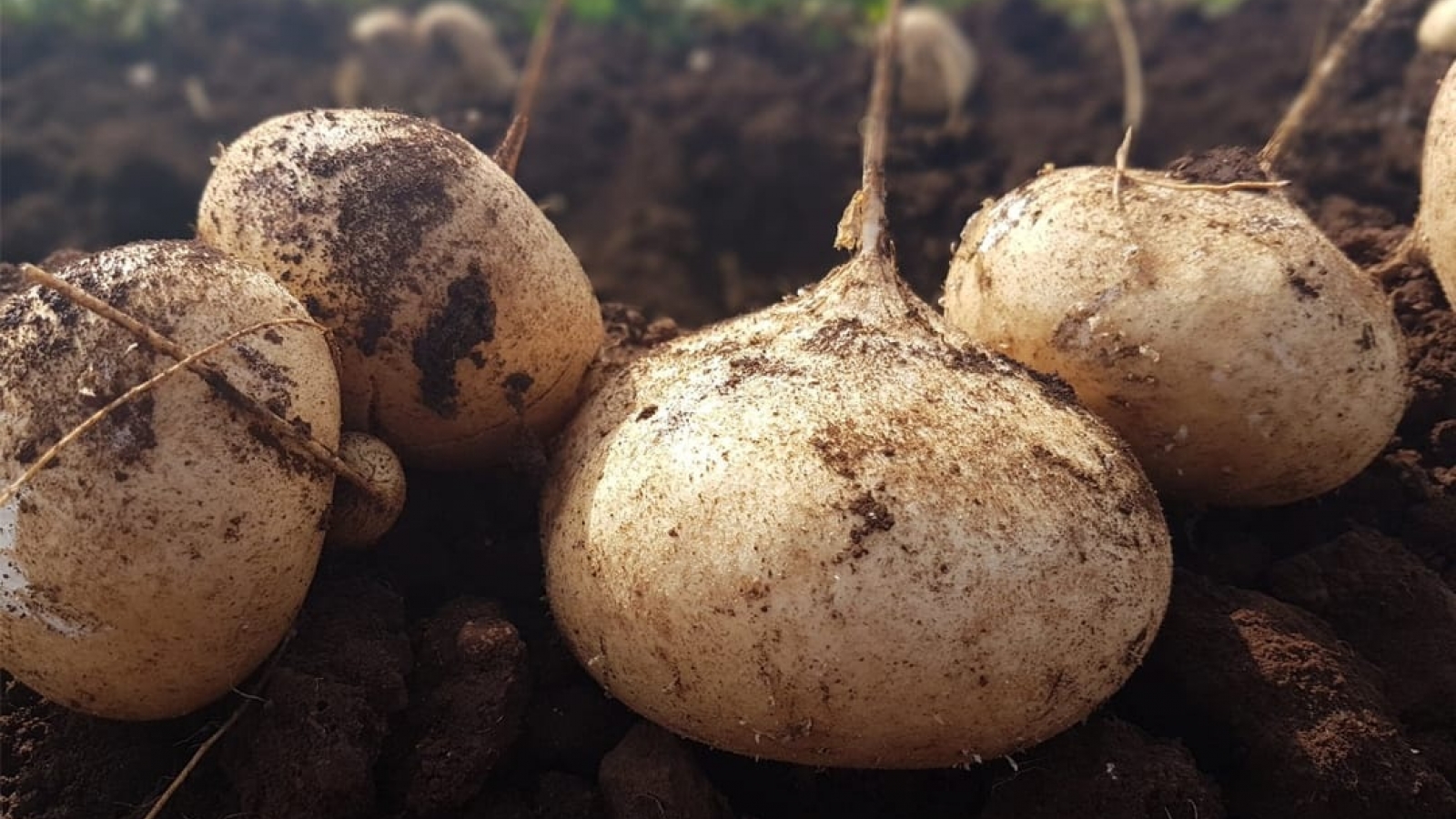 Loại củ mọng nước, giòn mát được ví như “nhân sâm” giá rẻ