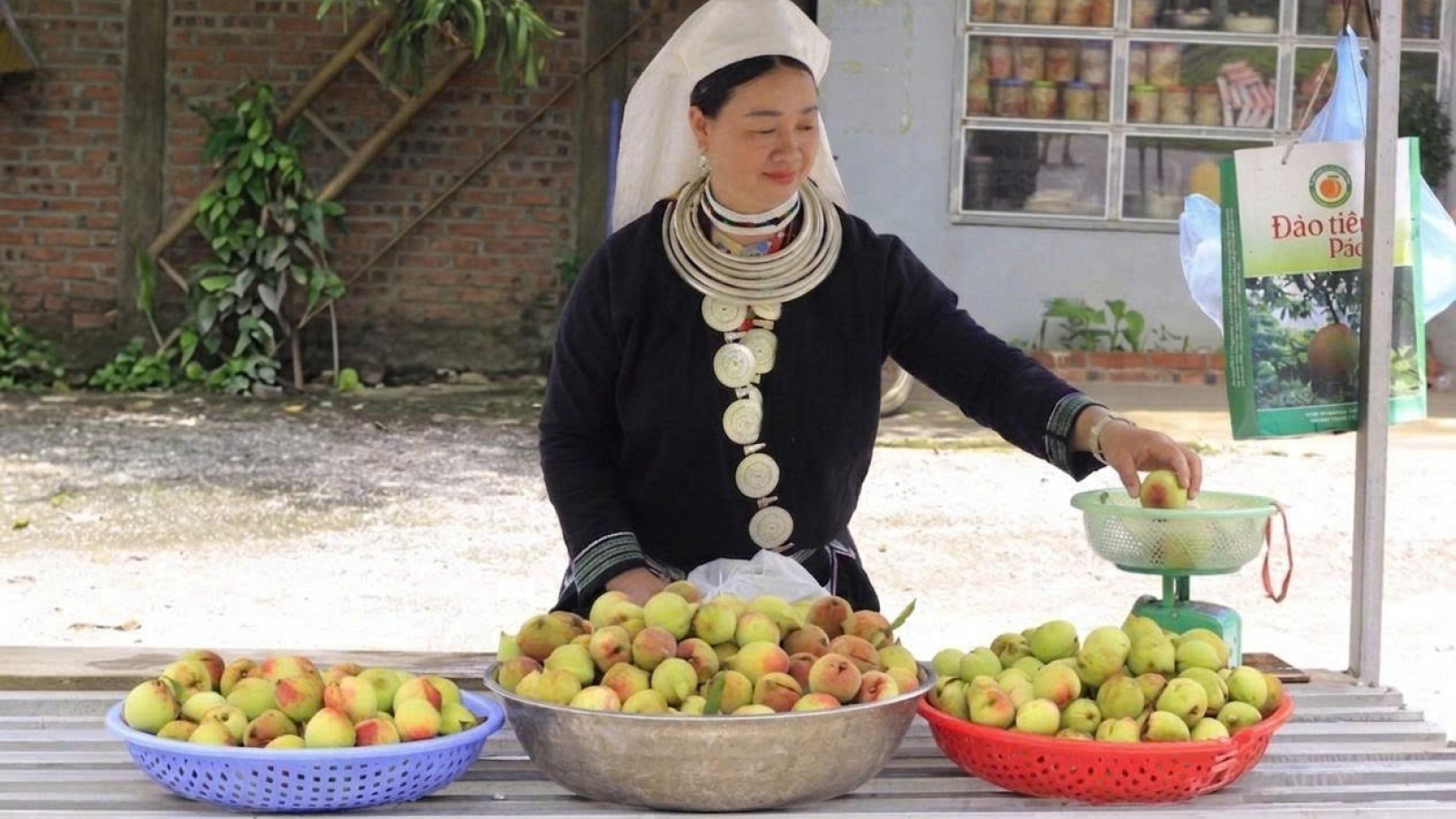 Hương đào Pác Ả – Vị ngọt của núi rừng Thái Nguyên
