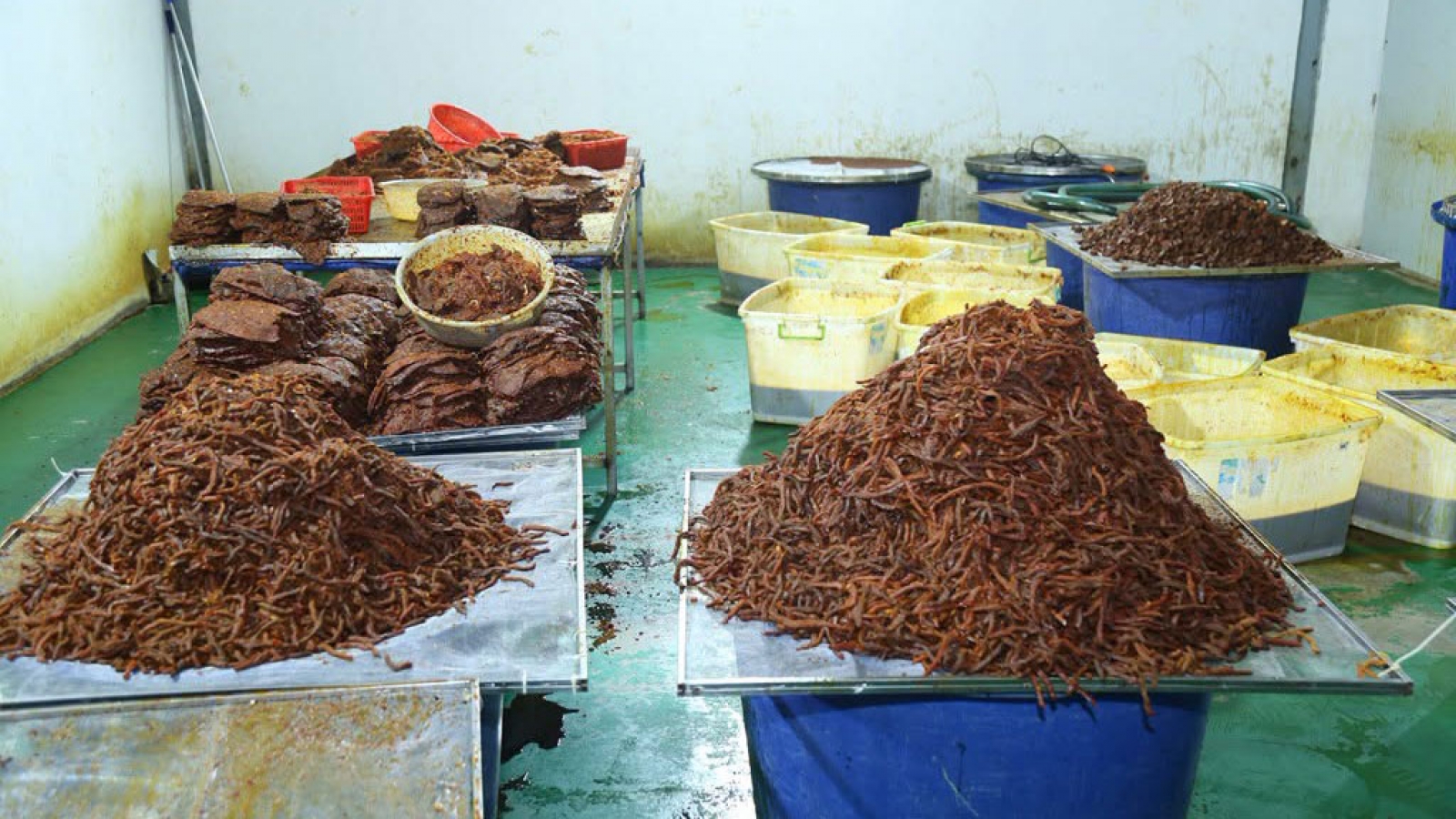 Triệt phá đường dây "phù phép" 130 tấn thịt trâu thành khô bò, bỏ túi 21 tỷ đồng