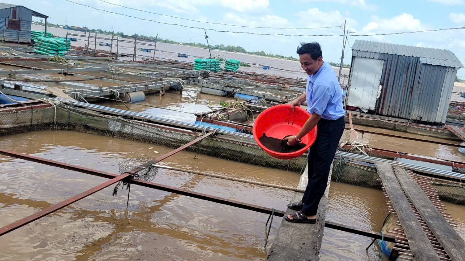 Người nuôi cá bè ở Đồng Tháp vẫn chưa có lãi