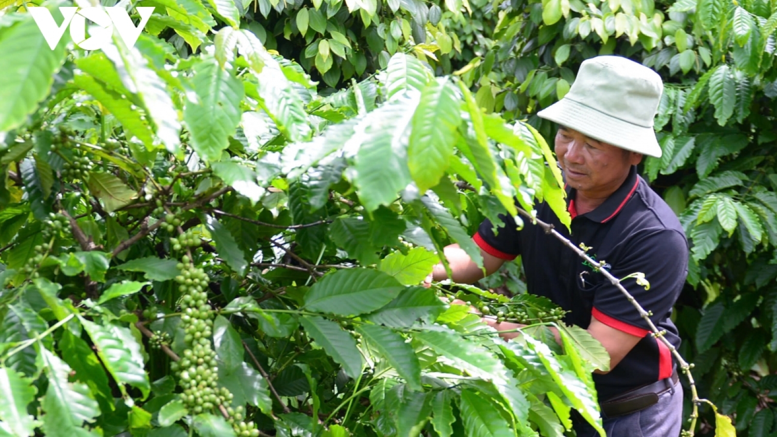 Giá cà phê hôm nay 9/8: Giá cà phê trong nước giảm