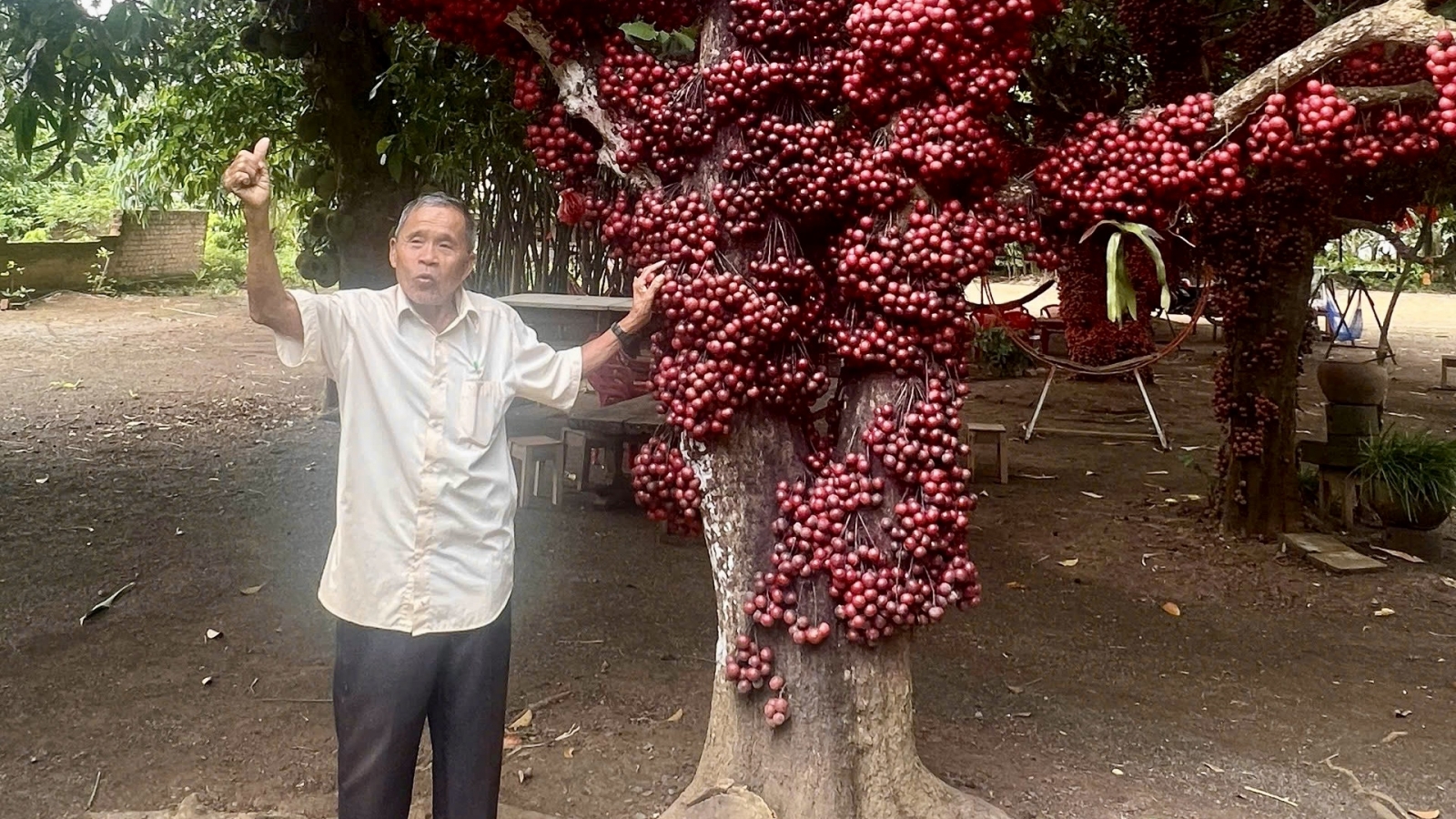 Cây Di sản mở hướng phát triển du lịch Vân Hòa, Đắk Lắk