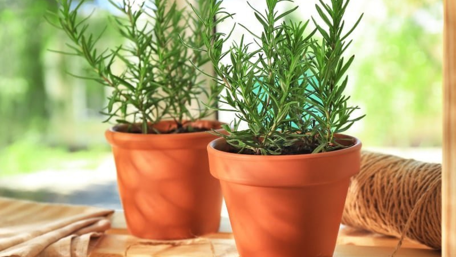 Thảo dược quý cực tốt cho sức khỏe nhưng nhiều người chỉ trồng làm cảnh