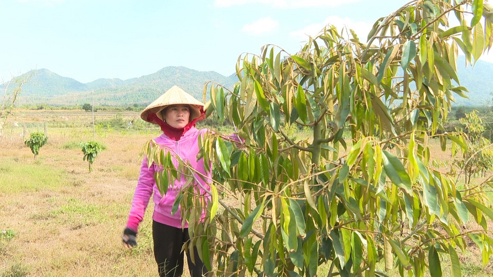 Cách phụ nữ DTTS Đông Giang đổi mới tư duy kinh tế, biến vốn vay thành cơ nghiệp