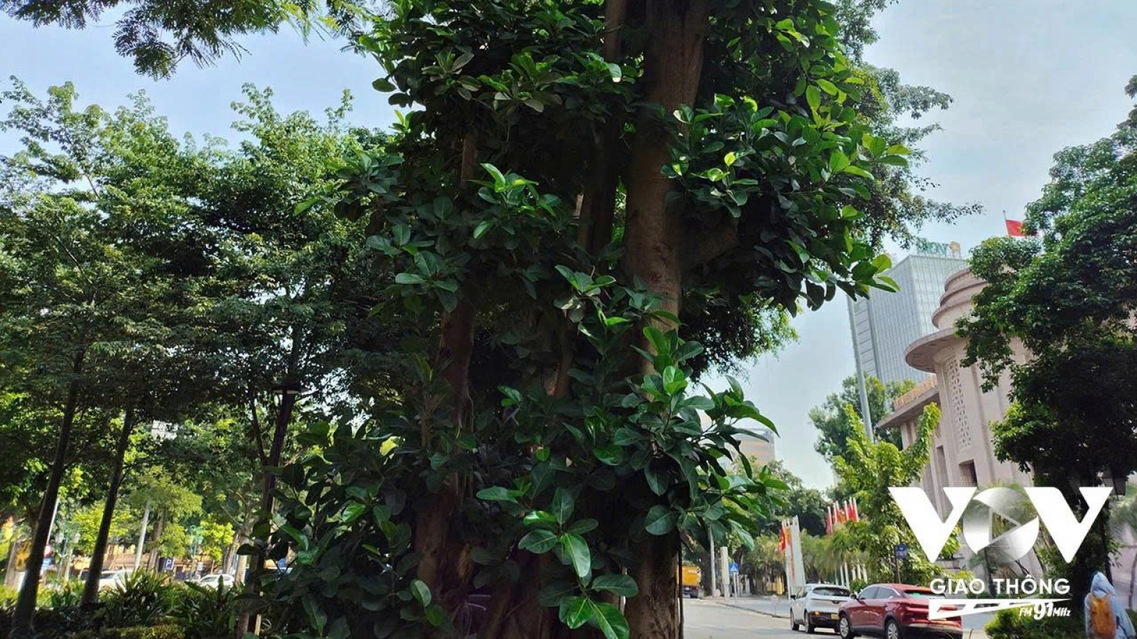 Như chưa hề có cơn bão đi qua