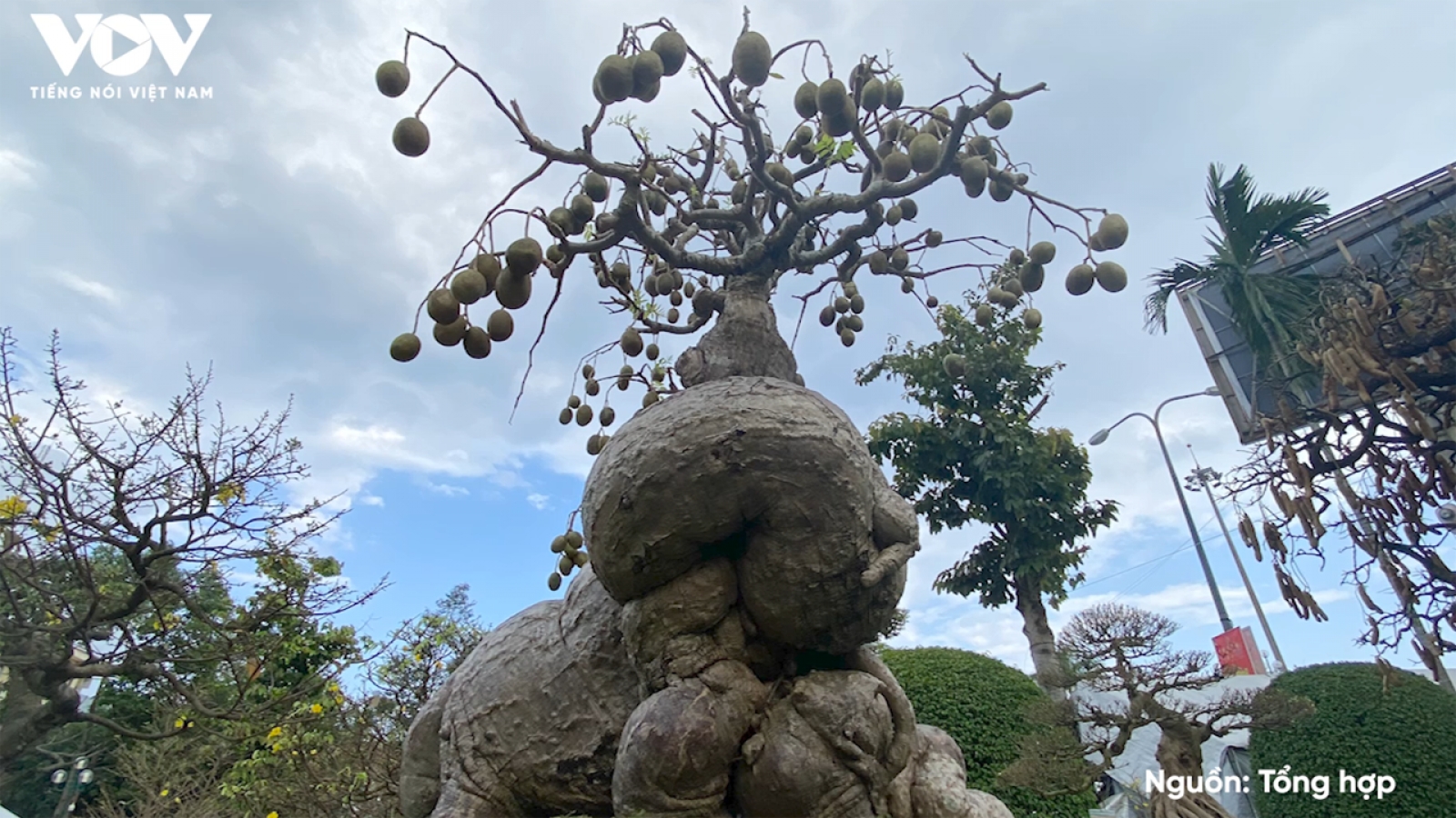 Từ cây ăn quả dân dã lên chậu thành bonsai, có cây được trả 500 triệu đồng