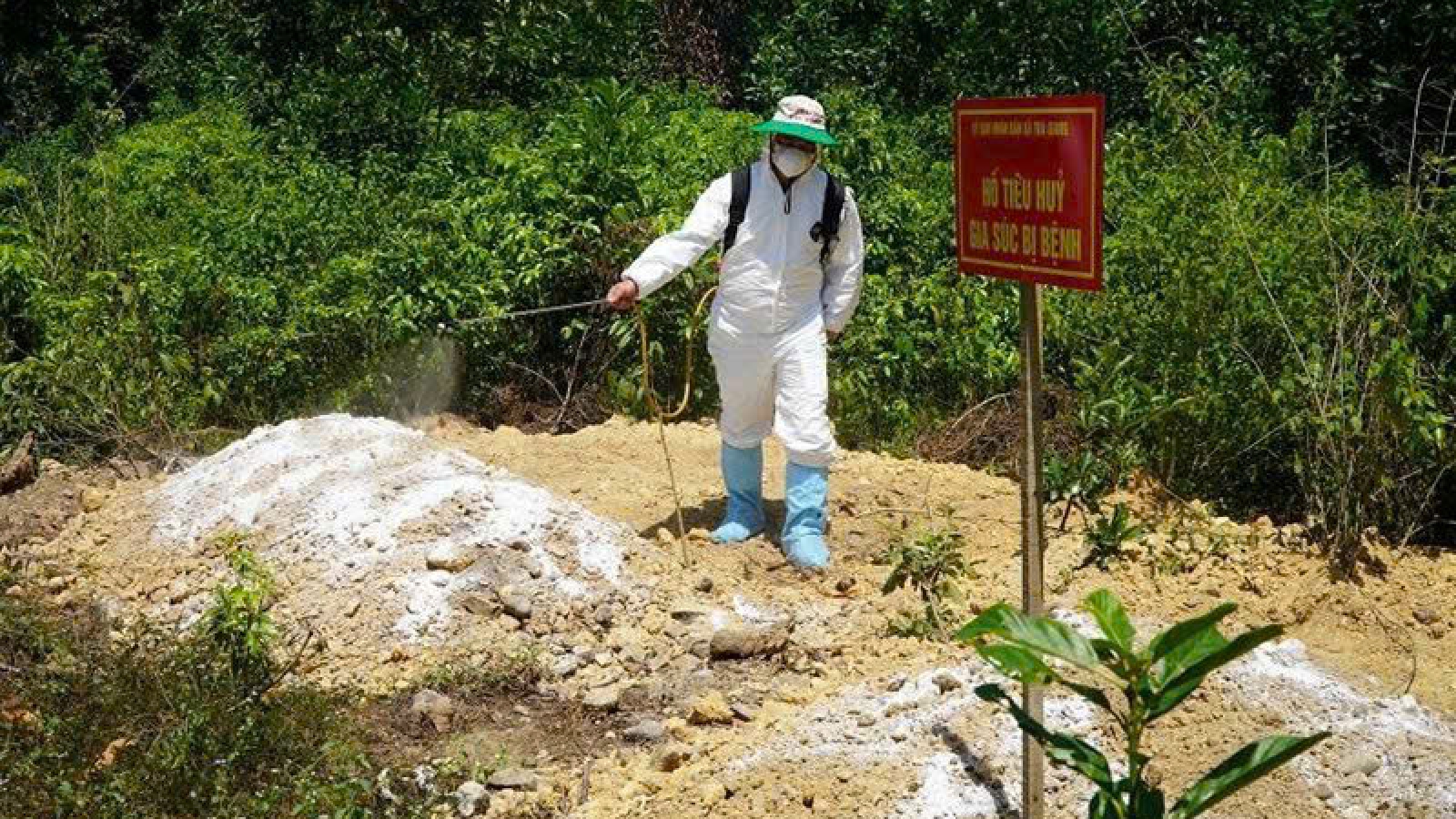 Dịch tả lợn châu Phi diễn biến phức tạp, nguy cơ lây lan cao tại Quảng Ngãi