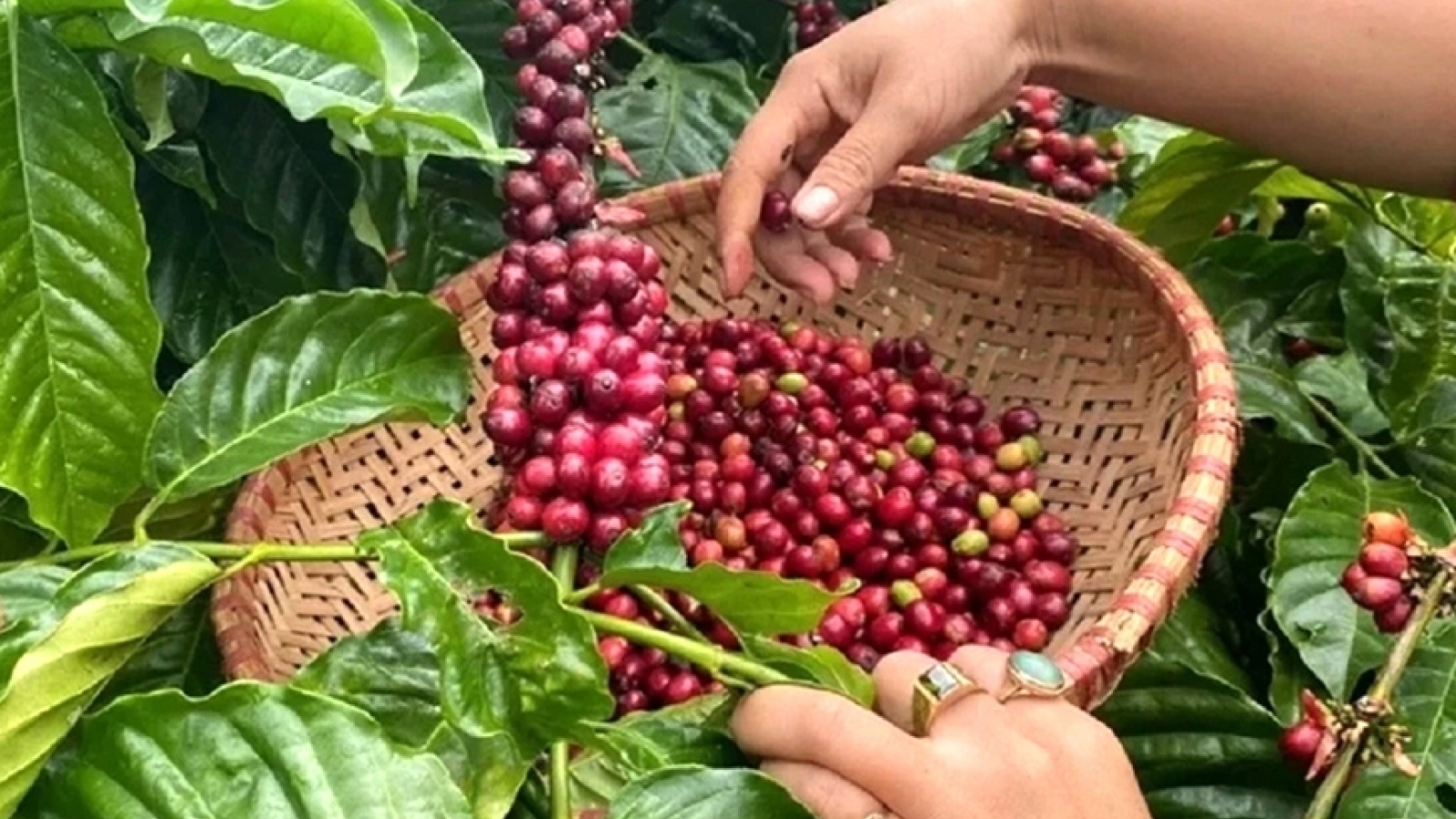 Giá cà phê hôm nay 6/8: Giá cà phê trong nước và thế giới cùng tăng