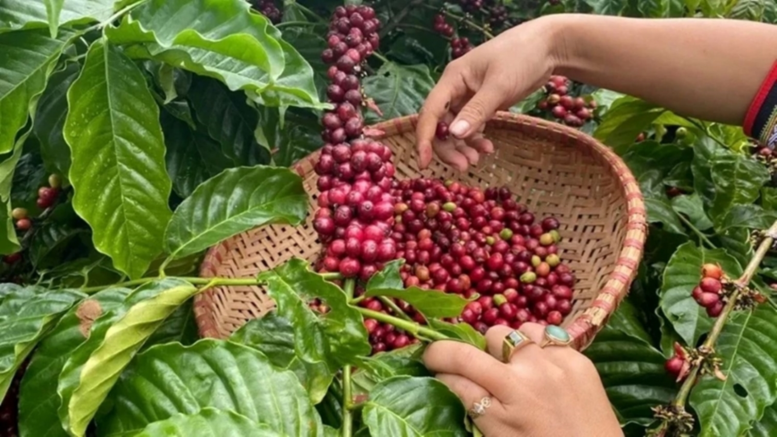 Giá cà phê hôm nay 16/8: Giá cà phê trong nước quanh mốc 94.200 - 94.900 đồng/kg