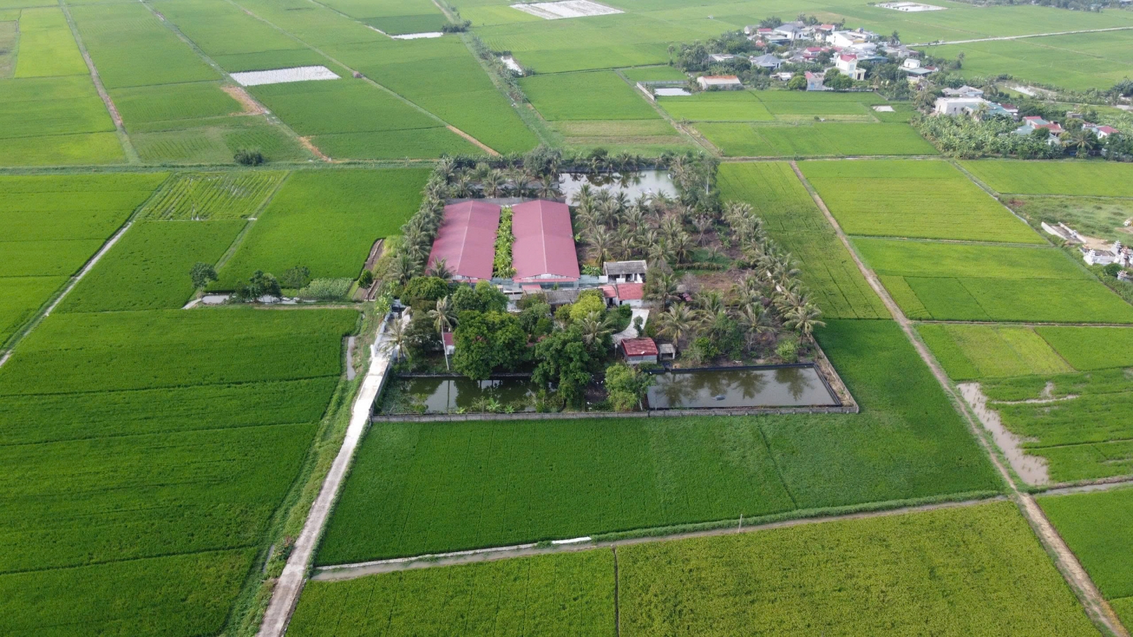 Hàng trăm hộ dân bức xúc vì mùi hôi từ trại lợn gần khu dân cư tại Thanh Hóa