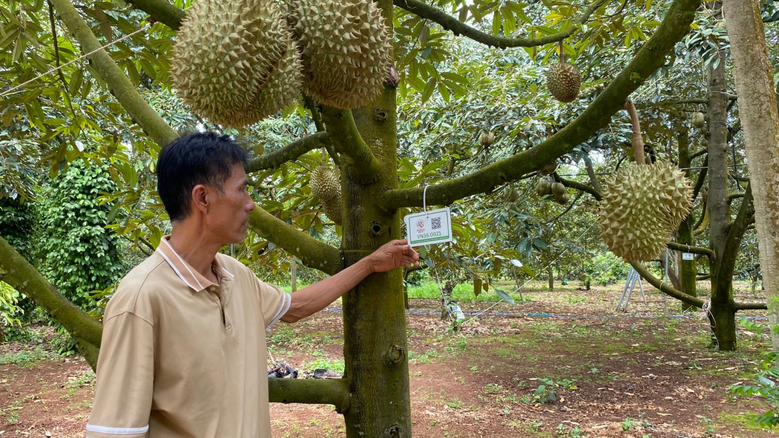 Ngành hàng tỷ đô không thể quản bằng những mã số trên giấy