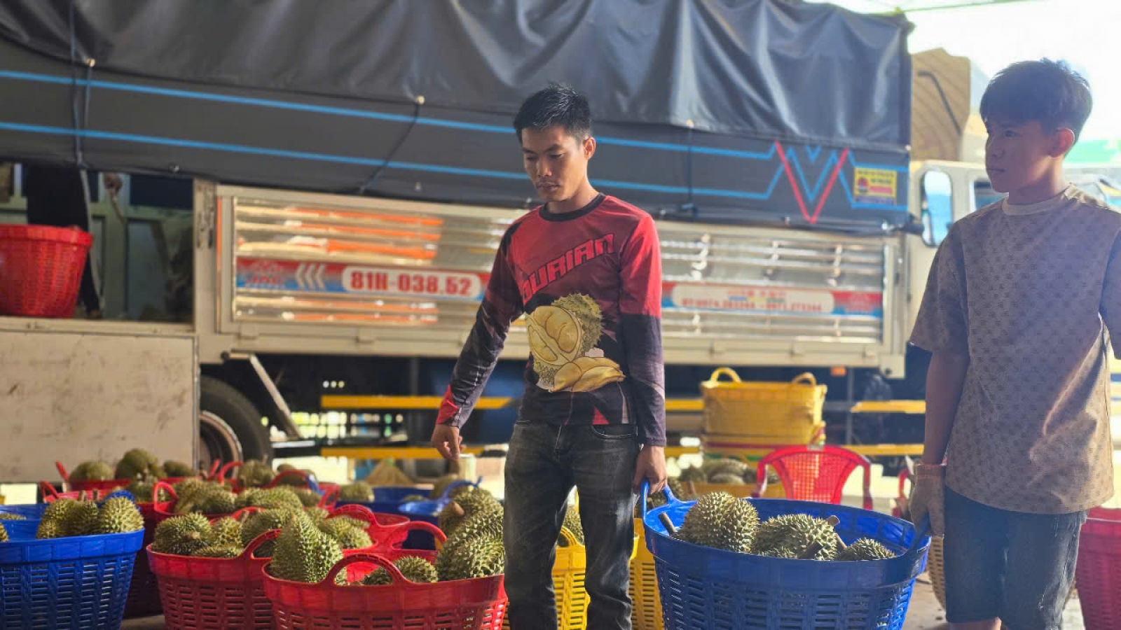 Gia Lai siết chặt quản lý mã số vùng trồng, cơ sở đóng gói