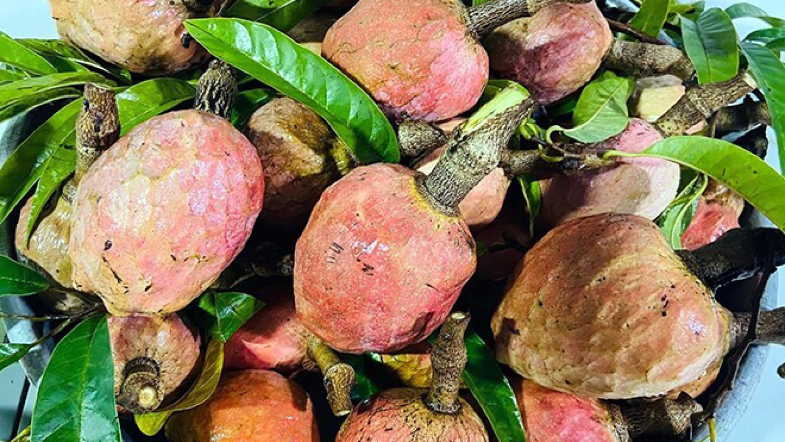 Mãng cầu sữa đặc sản ngọt béo như kem giá 100.000 đồng/kg