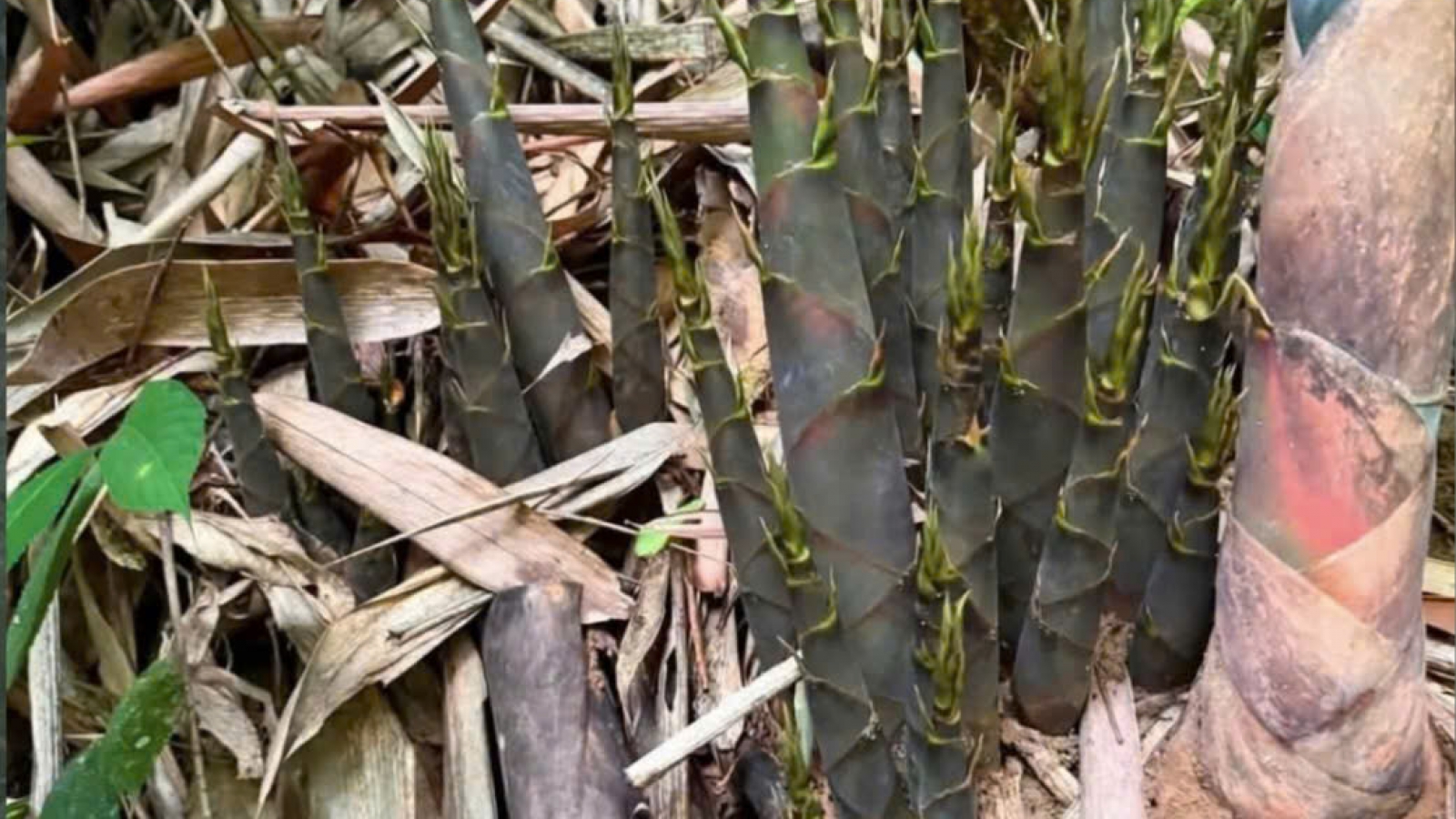 Măng vào mùa - sản vật của núi rừng Sơn La