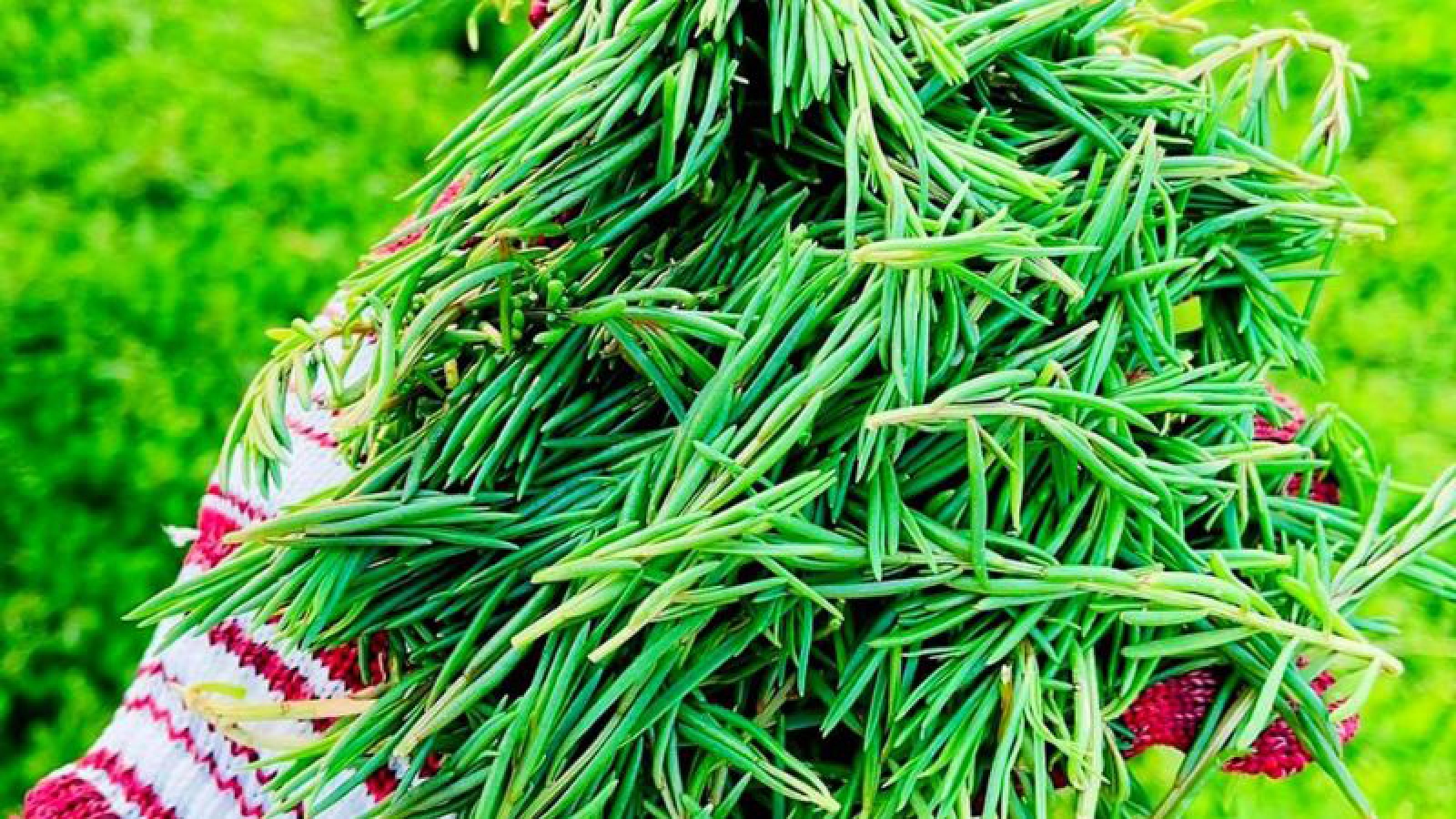 Rau mặn đặc sản được nhiều người tìm mua