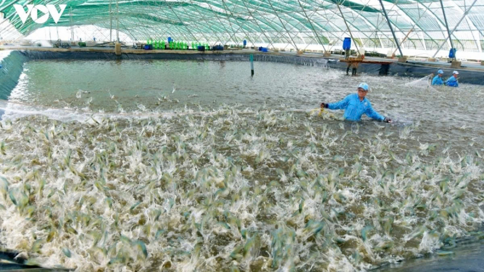 Điều phối tổng đàn vật nuôi để chấm dứt cảnh "giá cao tăng đàn, giá thấp giảm đàn"