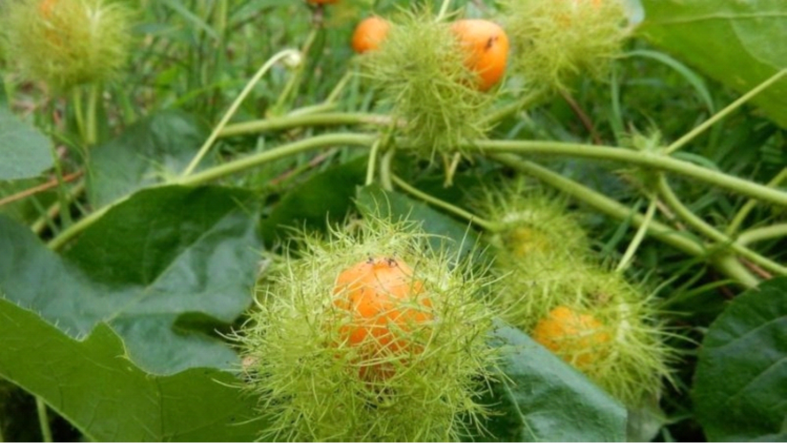 Cây thuốc tự nhiên giúp ngủ ngon, giảm căng thẳng và ổn định huyết áp