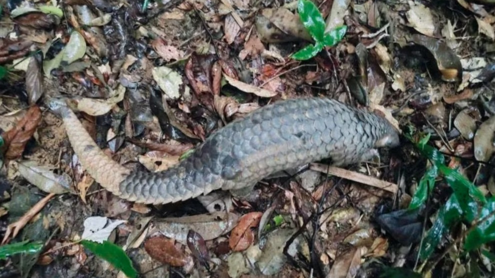 Quang Tri releases 13 rare and endangered wild animals back into the wild