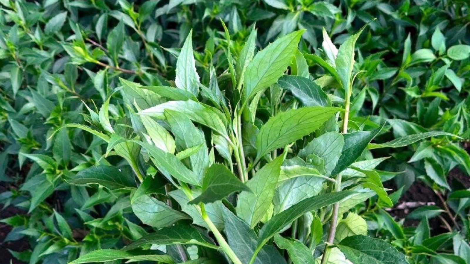 Loại rau rừng mọng nước được người thành phố ưa chuộng