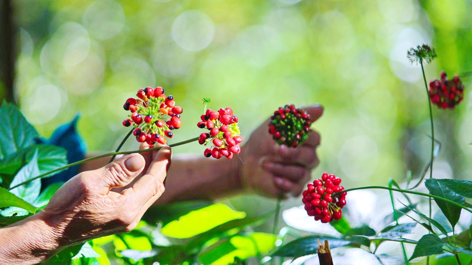Mùa hạt sâm Ngọc Linh chín đỏ trên đỉnh núi - Niềm vui người giữ sâm