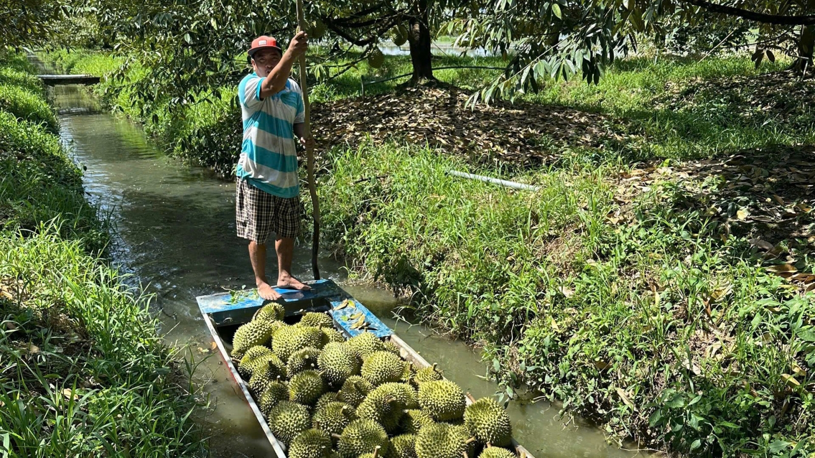 Trái sầu riêng Việt Nam trước bài toán giữ thị trường, nâng giá trị