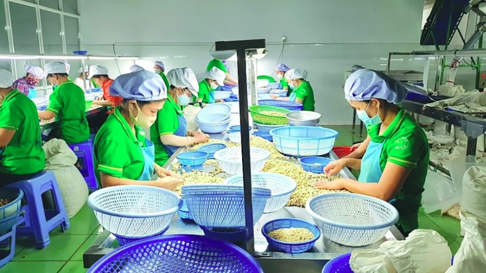 Rising export prices push cashew revenue to US$2.4 billion in first half