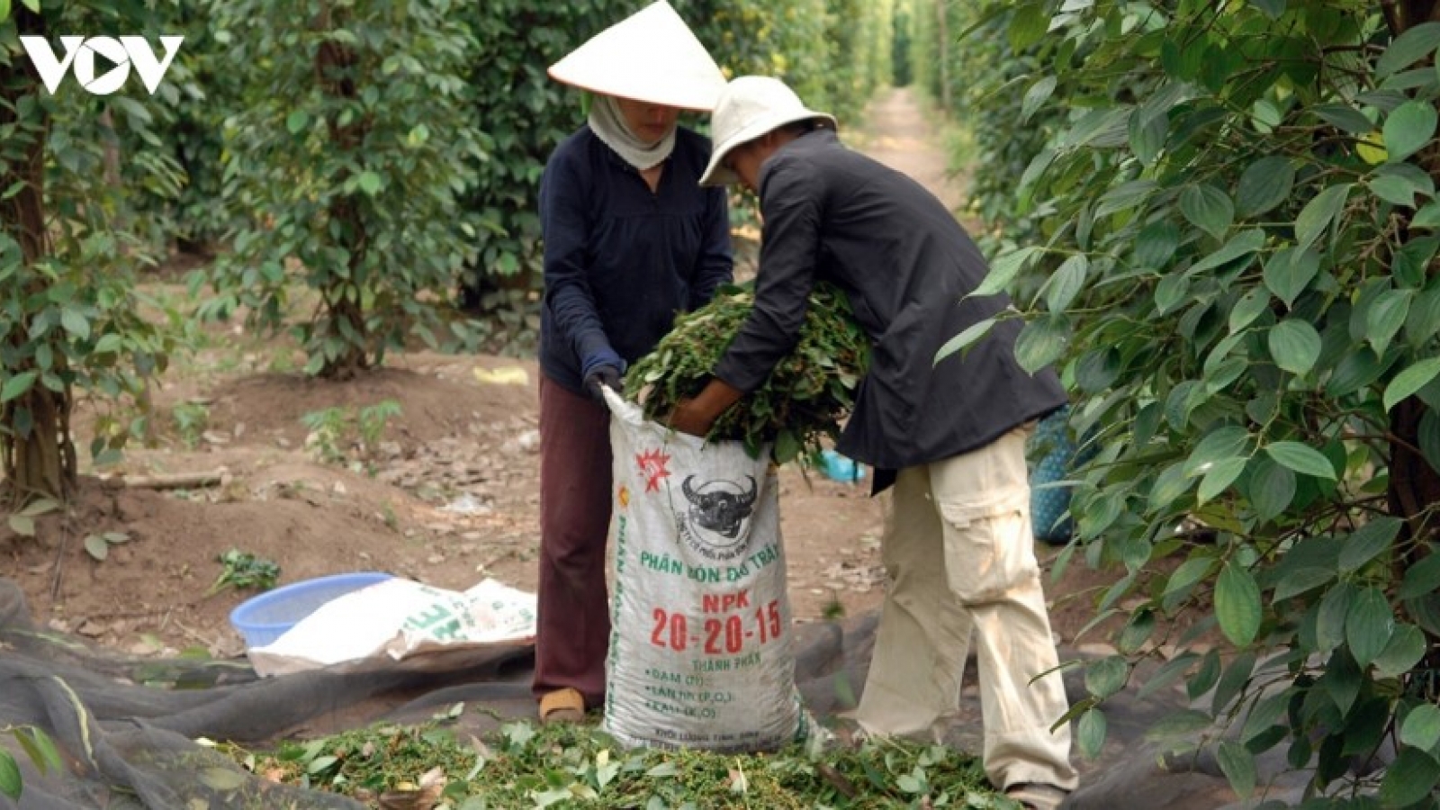Seven-month pepper exports cross US$1 billion mark