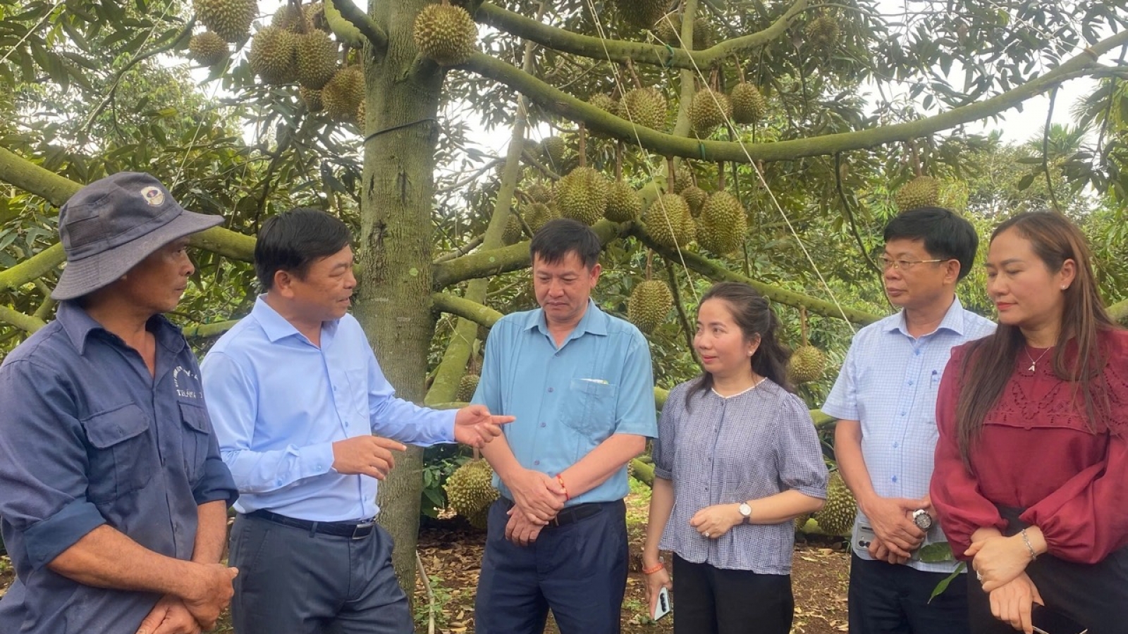 Đắk Lắk số hóa vùng trồng, minh bạch ngành hàng sầu riêng