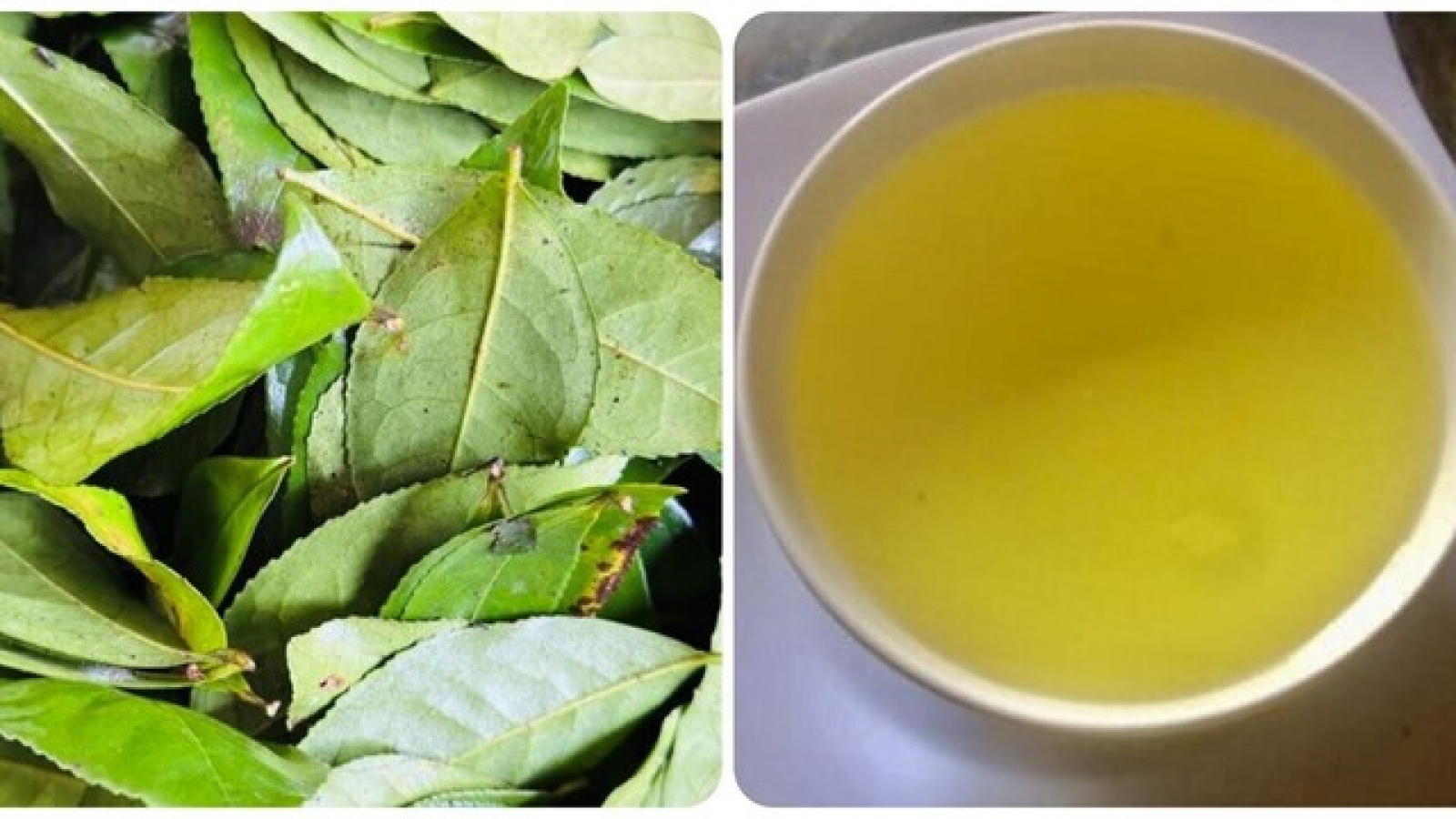 Điều gì xảy ra nếu bạn uống nước chè xanh mỗi ngày?