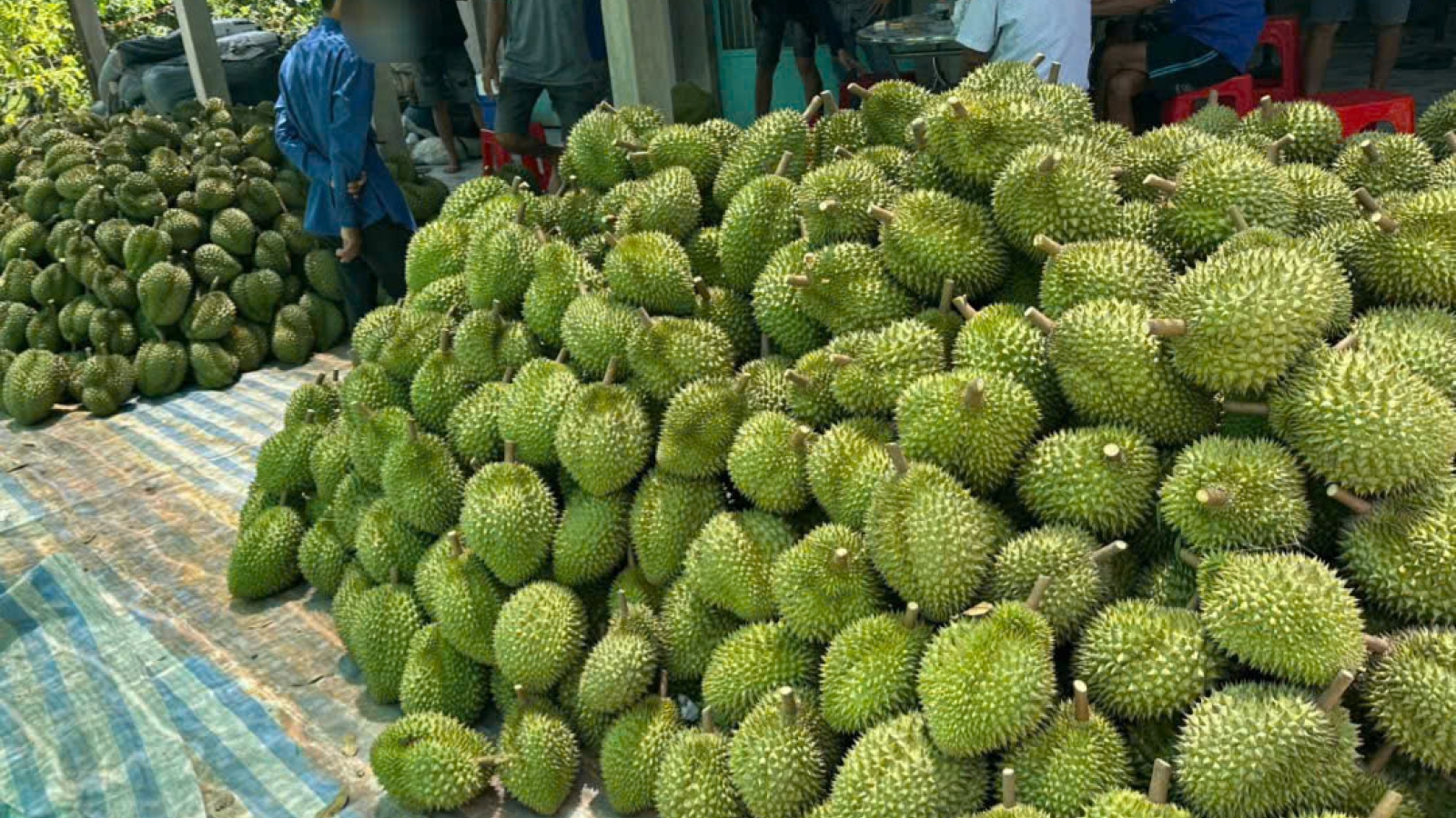 Đồng Tháp phát huy lợi thế vùng cây ăn trái sau sáp nhập