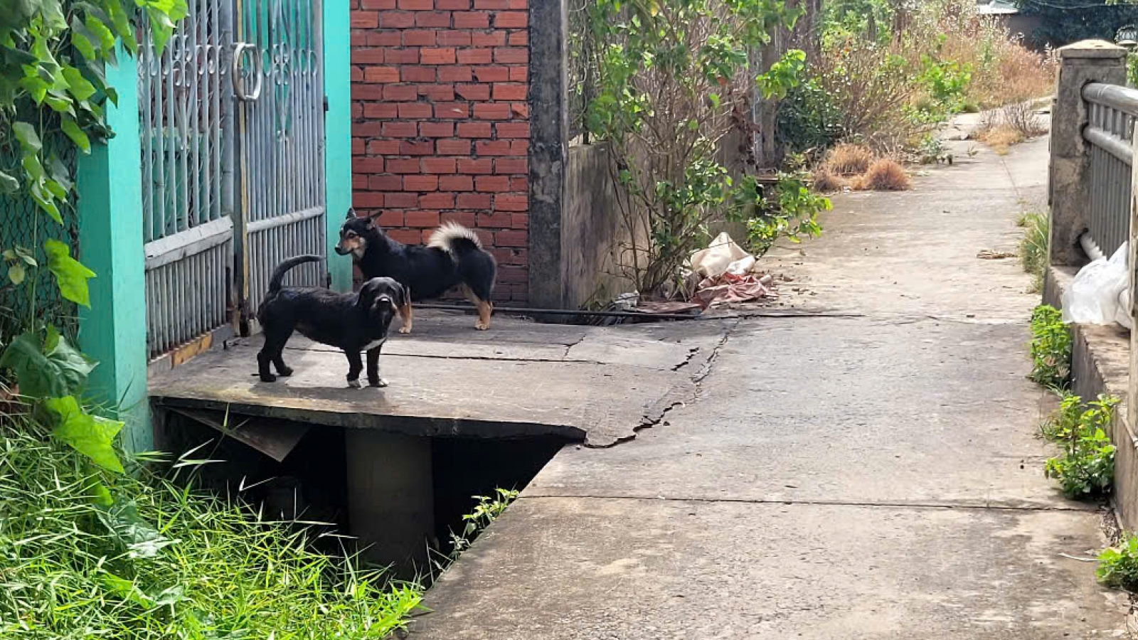 Đồng Tháp: Khuyến cáo không giết mổ, sử dụng động vật nghi mắc bệnh dại