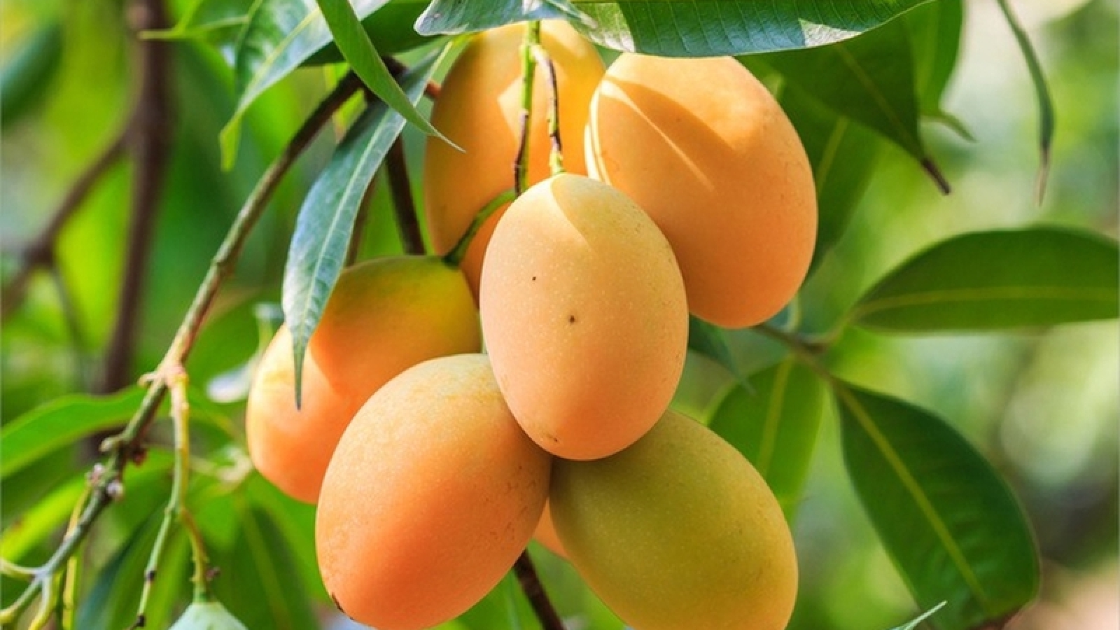 6 loại trái cây nhiều đường tự nhiên: Ăn sao cho hợp lý?