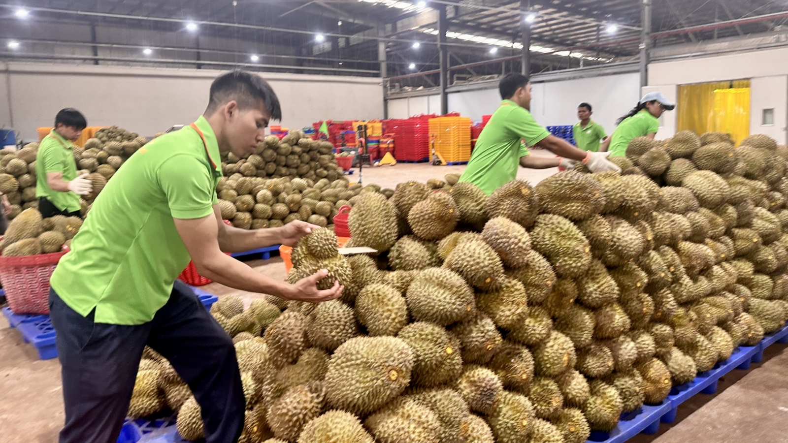 Ngành hàng sầu riêng muốn đi xa, liên kết phải thực chất