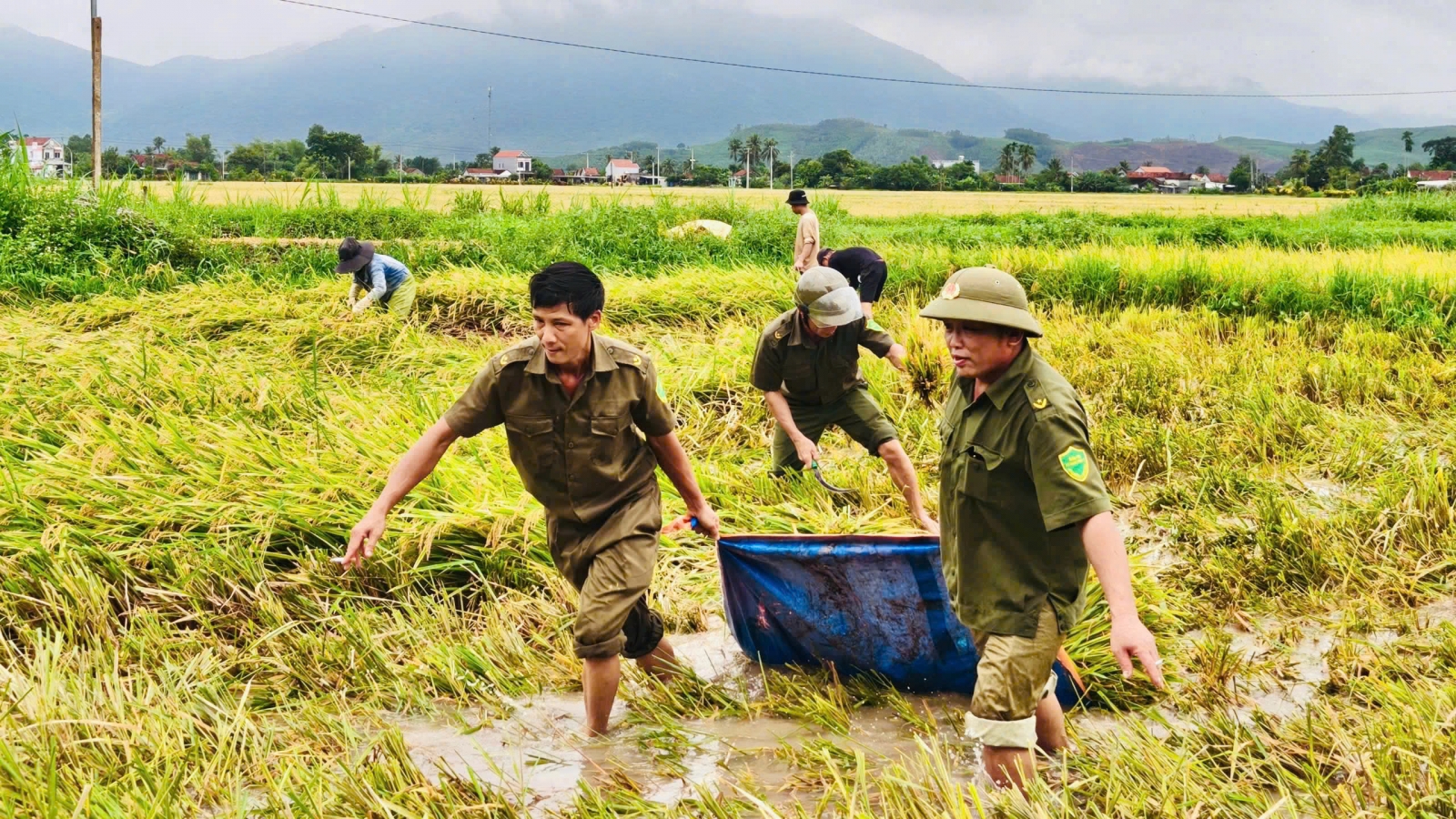 Các lực lượng giúp dân gặt lúa, nhổ mì chạy lũ